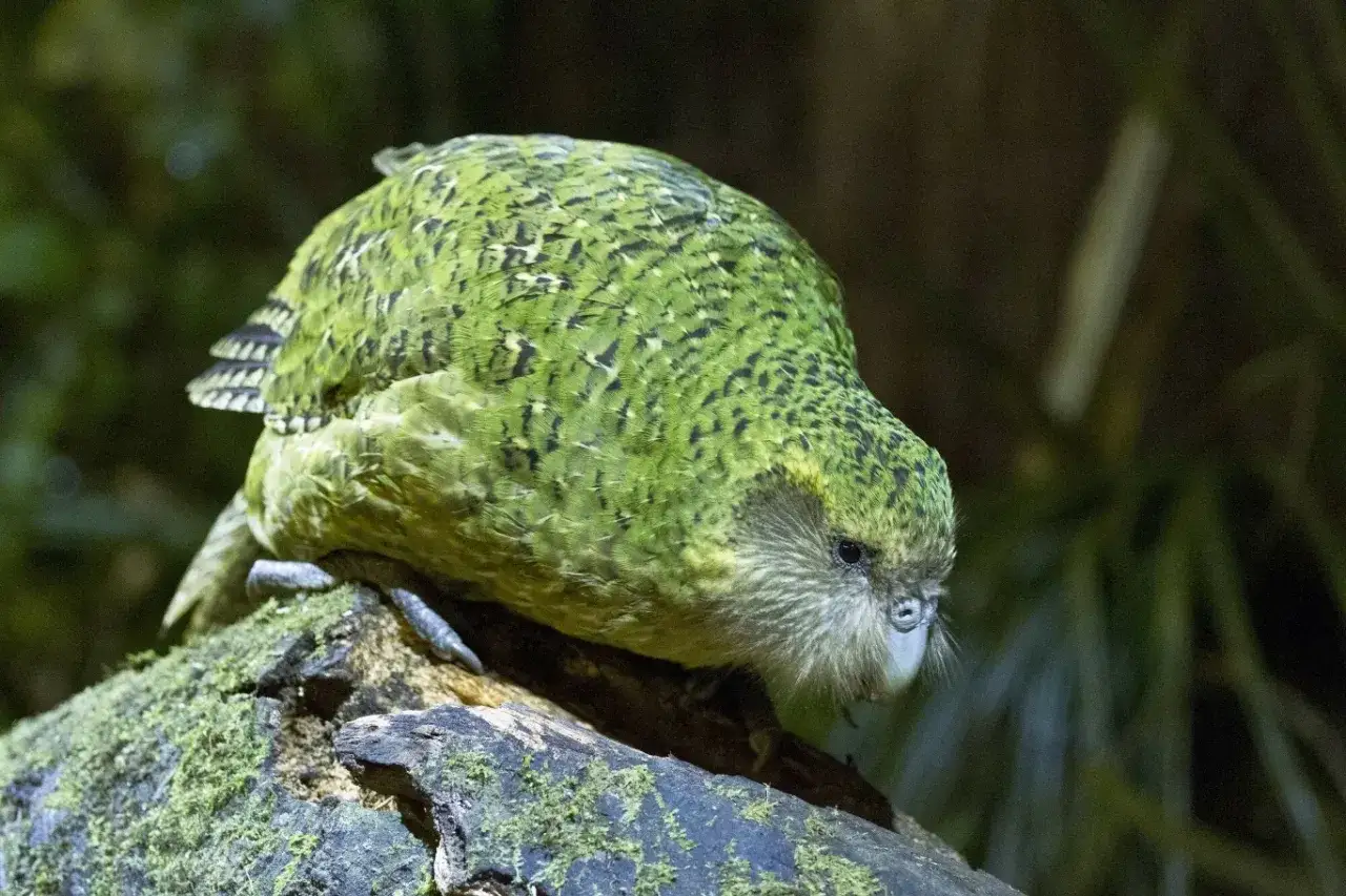 Zielony, puszysty papuga kakapo siedzi na omszałym pniu.