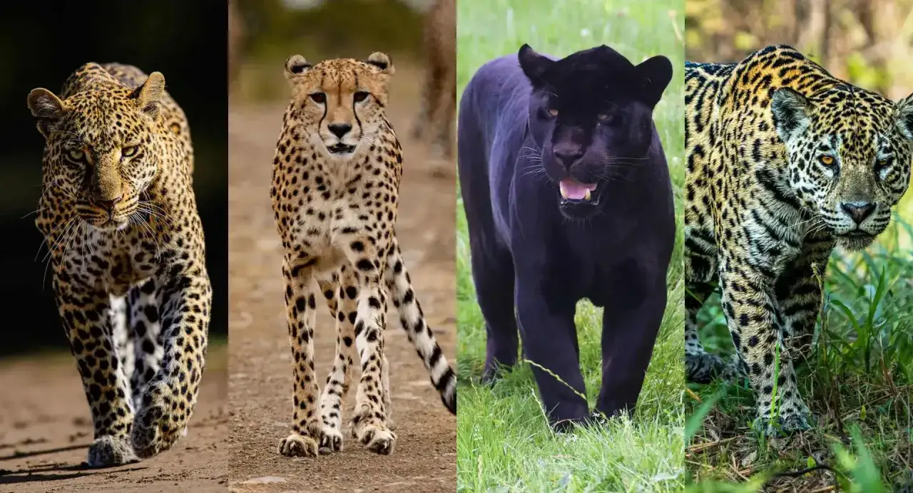 Pantera inaczej: lampart, gepard, czarna pantera i jaguar w zbliżeniu. Drapieżniki w całej okazałości.