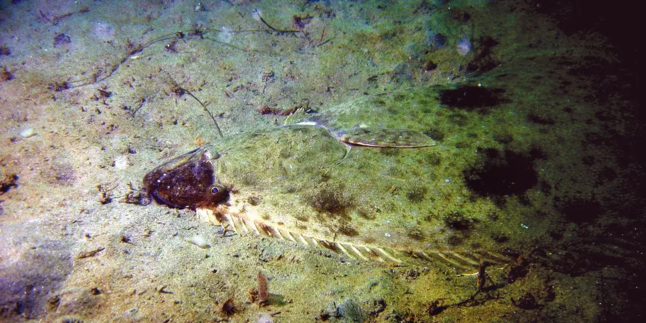 Płaski halibut, kamuflujący się na dnie morskim, gdzie występuje.