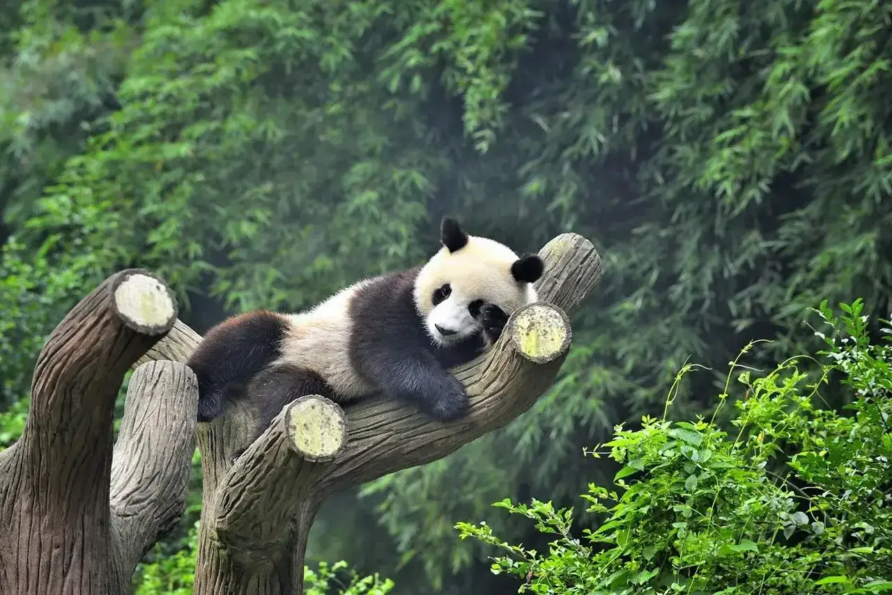 Słodka panda odpoczywa na drzewie. Czy panda to niedźwiedź? To pytanie nurtuje wielu, ale ten uroczy zwierzak wygląda jak mały niedźwiadek.