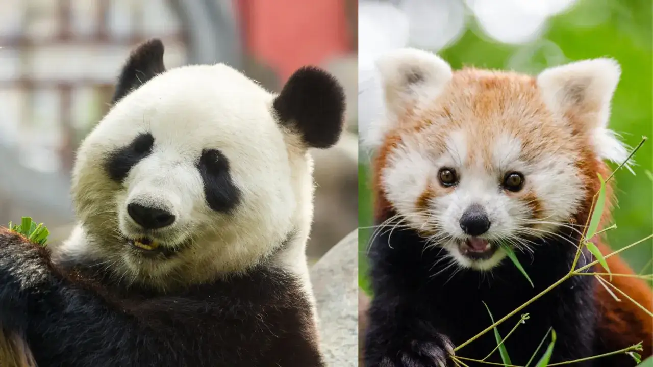 Wielka panda i panda mała, obie jedzące bambus. Czy to jest panda? Tak, obie są pandami!