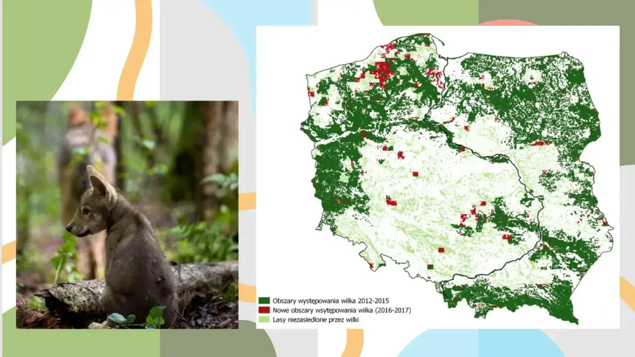 Młody wilk w lesie, obok mapa pokazująca, gdzie mieszkają wilki w Polsce i gdzie ich populacja się rozszerza.