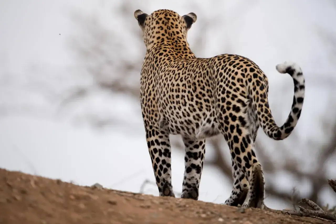 Piękny leopard zwierzę stoi na wzg&oacute;rzu, obserwując otoczenie. Jego cętkowane futro jest doskonale widoczne.