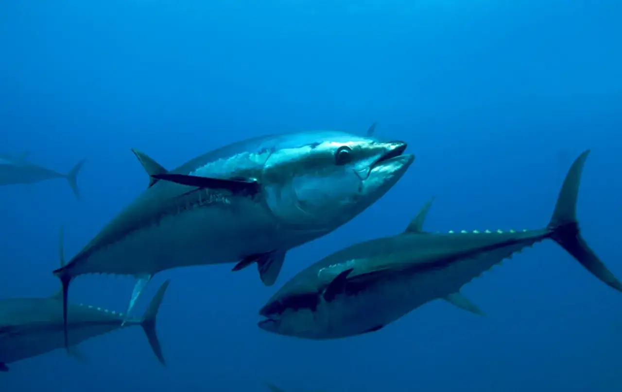 Dwa potężne tuńczyki błękitne płyną w głębinach oceanu. Ich srebrzyste ciała lśnią w niebieskiej wodzie, a płetwy poruszają się z gracją.