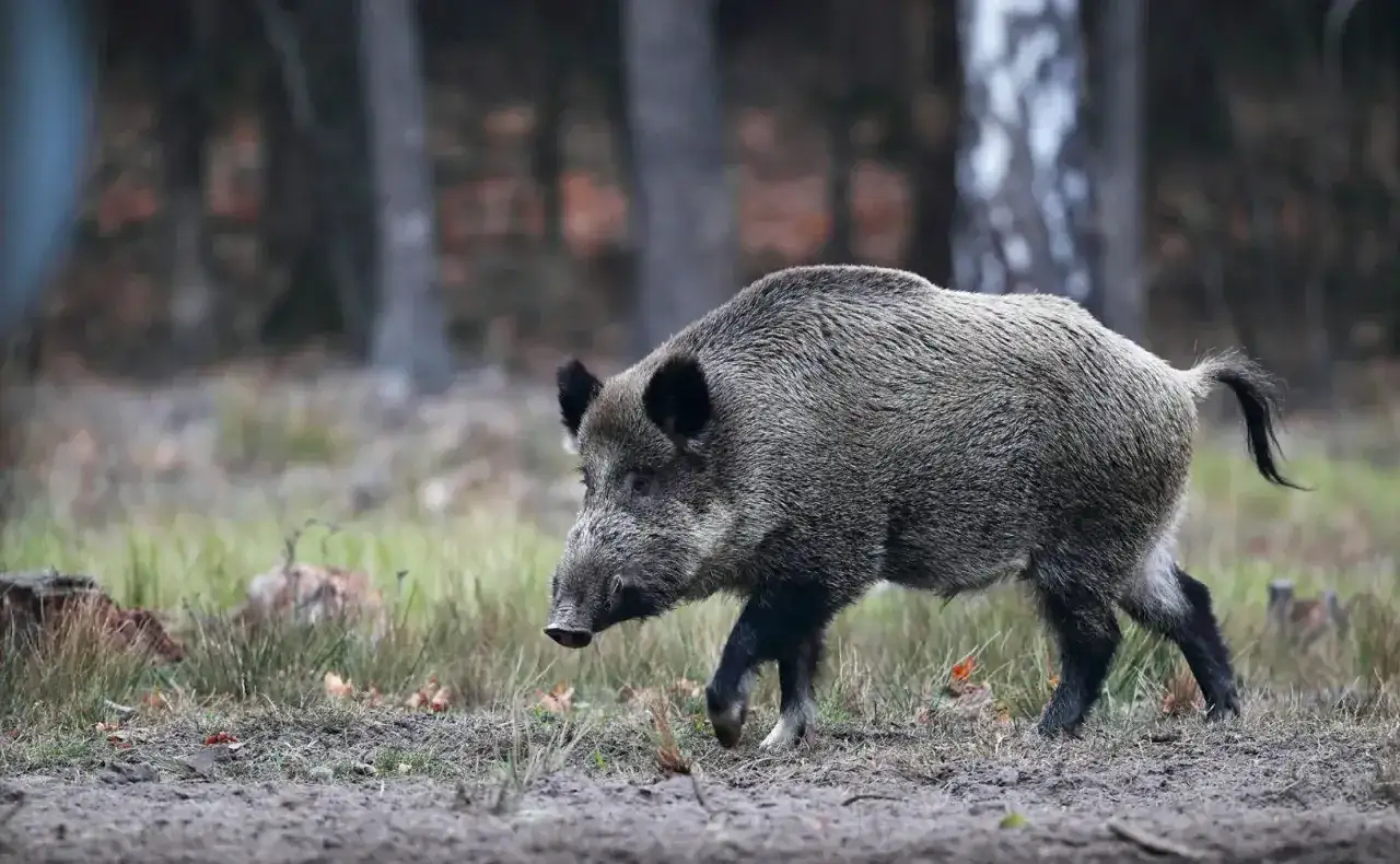 Dziki w lesie, czy dziki są pod ochroną? To pytanie nurtuje wielu obserwator&oacute;w przyrody. Ten osobnik przemierza leśne ostępy.