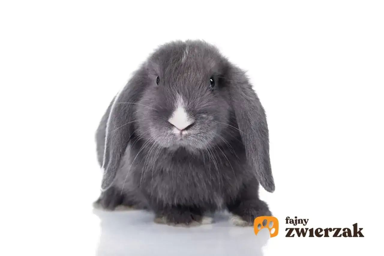 Uroczy, dorosły królik teddy o szarym futerku i opadających uszach siedzi na białym tle.