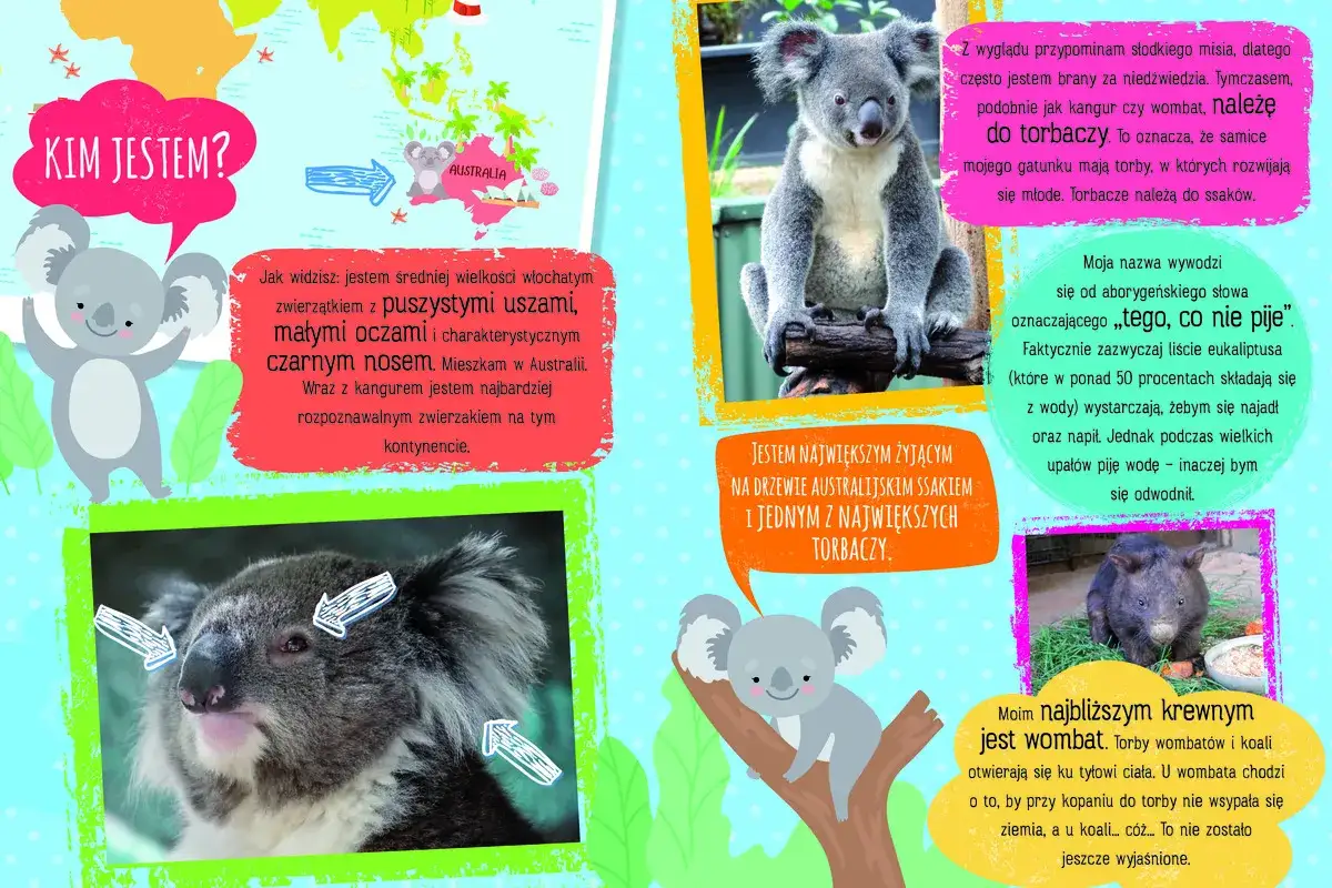 Koala australijski, puchaty ssak z czarnym nosem, mieszka w Australii. Jest torbaczem, podobnie jak kangur i wombat.