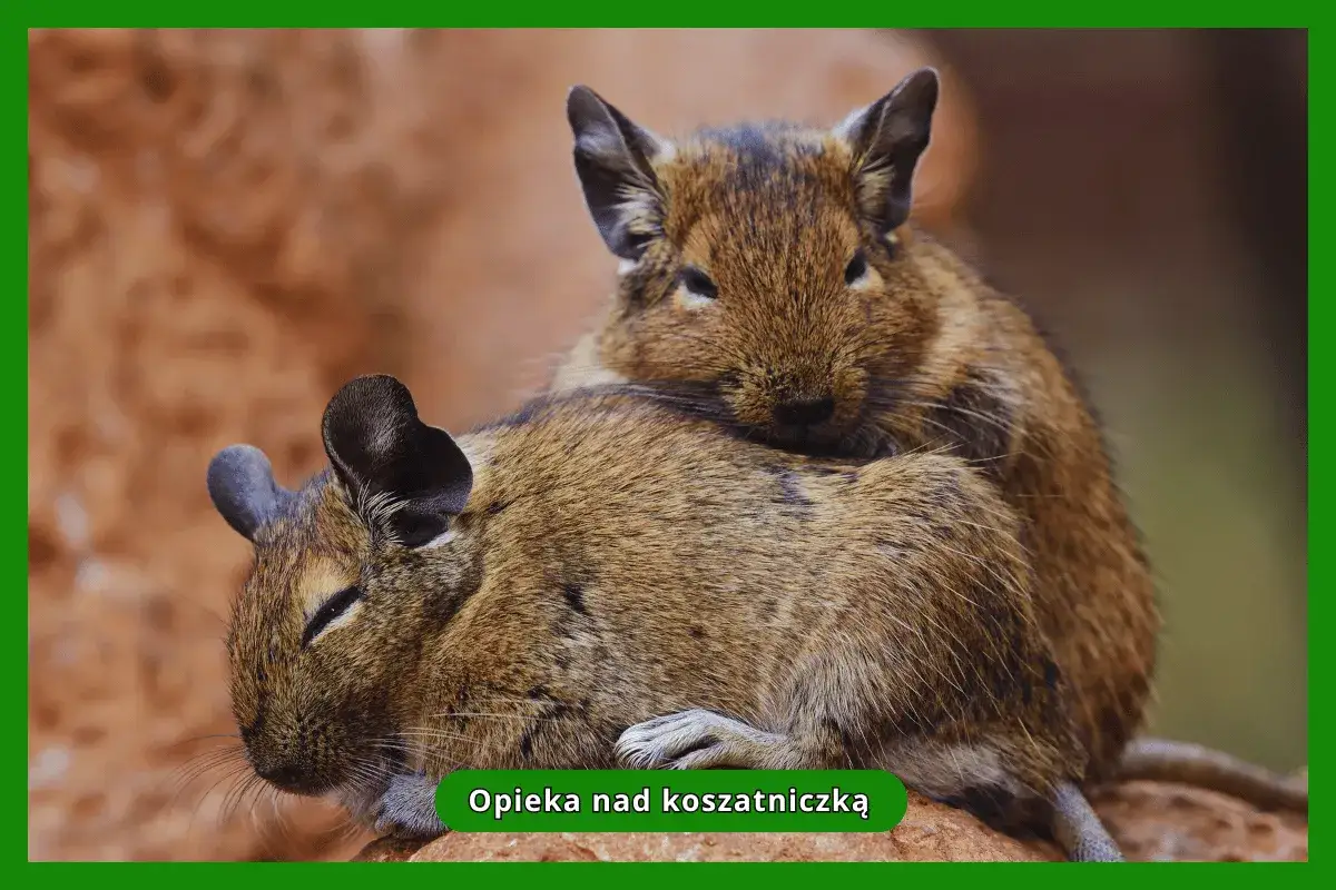 Dwie koszatniczki przytulone do siebie. Warto wiedzieć, ile żyją koszatniczki, by zapewnić im najlepszą opiekę.