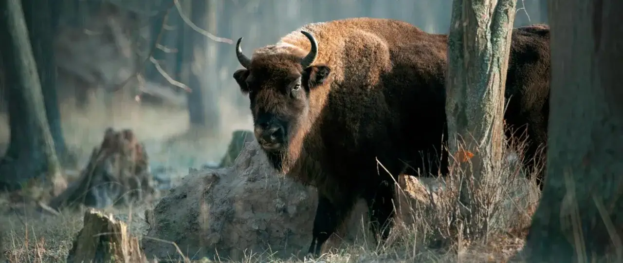 Żubr, symbol dzikiej przyrody, jeden z ostatnich przedstawicieli zwierząt zagrożonych wyginięciem, przemierza leśne ostępy.