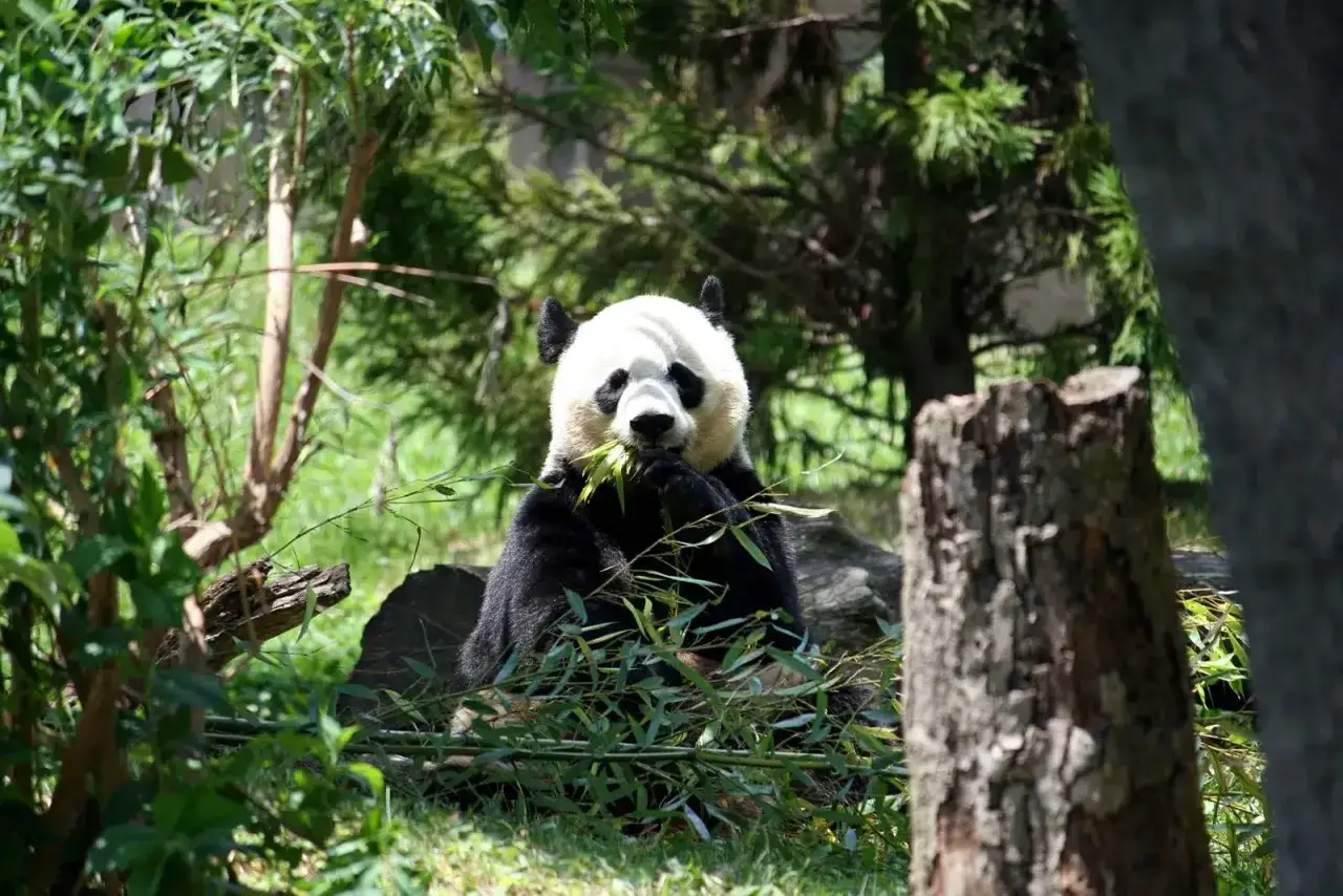 Panda zajada bambus w słoneczny dzień.