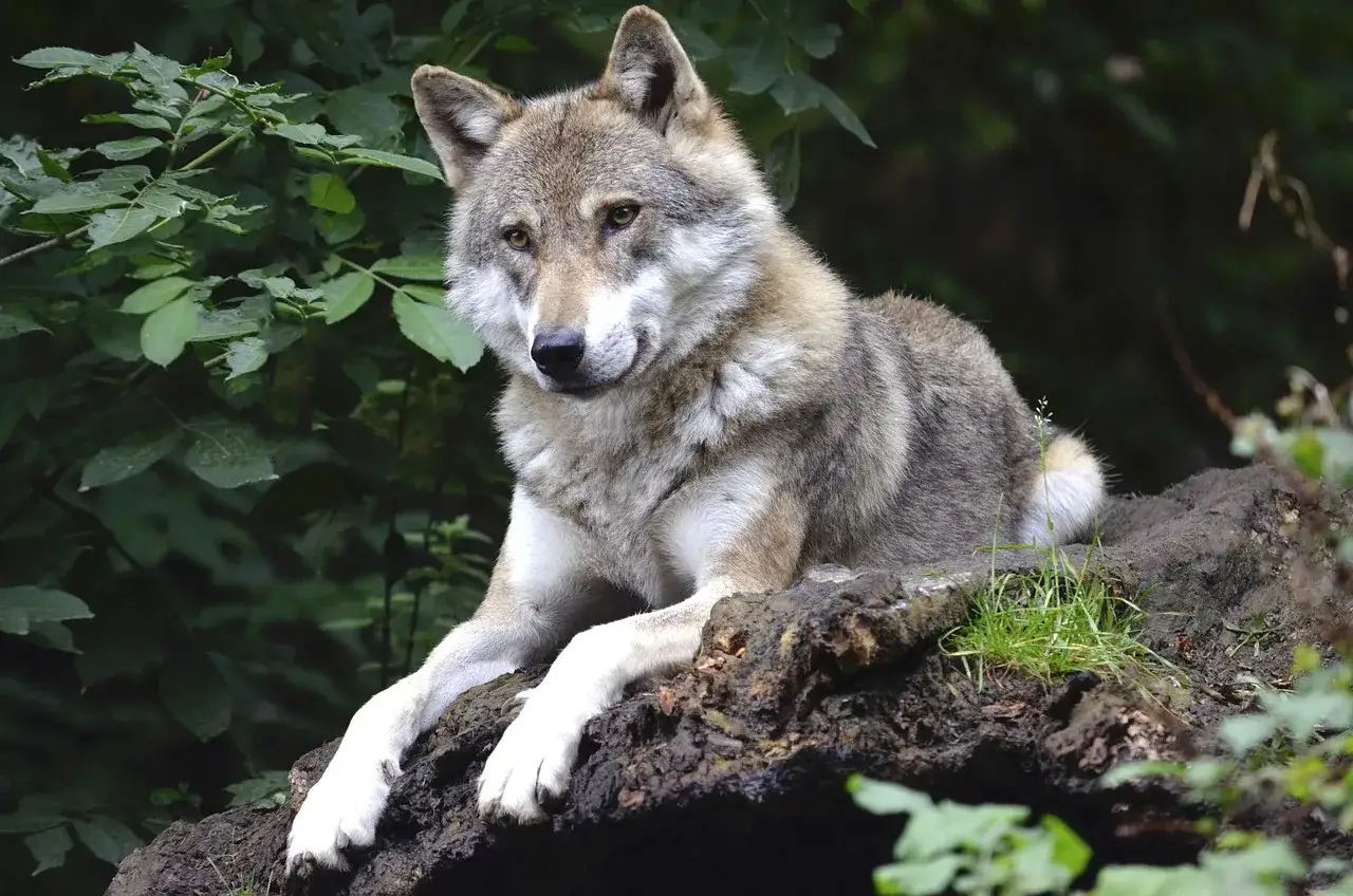 Ciekawostki o wilkach: ten szary wilk leży na pniu, otoczony zielenią. Jego oczy są bystre, a futro gęste.