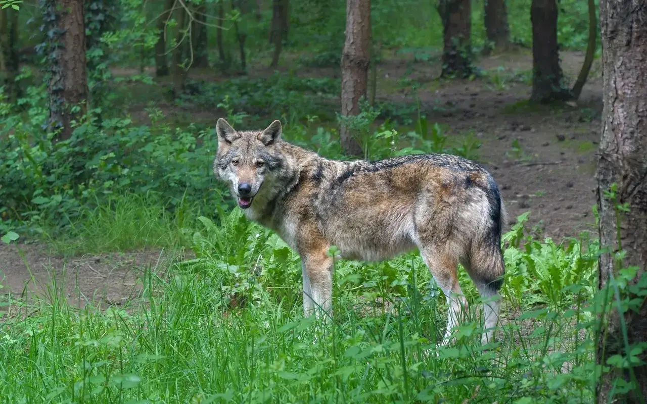 Wilk w lesie, z zaciekawieniem spogląda w obiektyw. Czy można oswoić wilka? To dzikie zwierzę, które najlepiej czuje się w swoim naturalnym środowisku.
