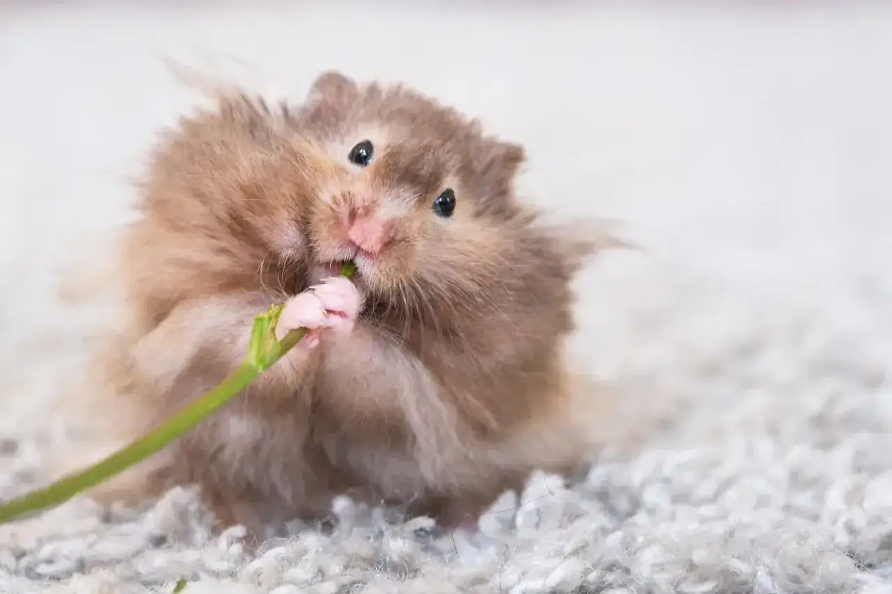 Puszysty chomik, kt&oacute;ry jest ssakiem, zajada zielony pęd.