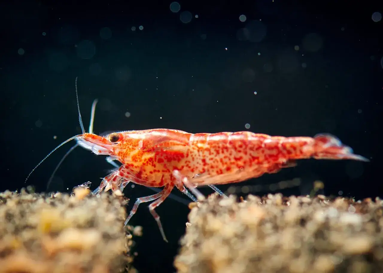 Czerwona krewetka z białymi plamkami na tle ciemnej wody. Czy krewetka to ryba? Nie, to skorupiak.