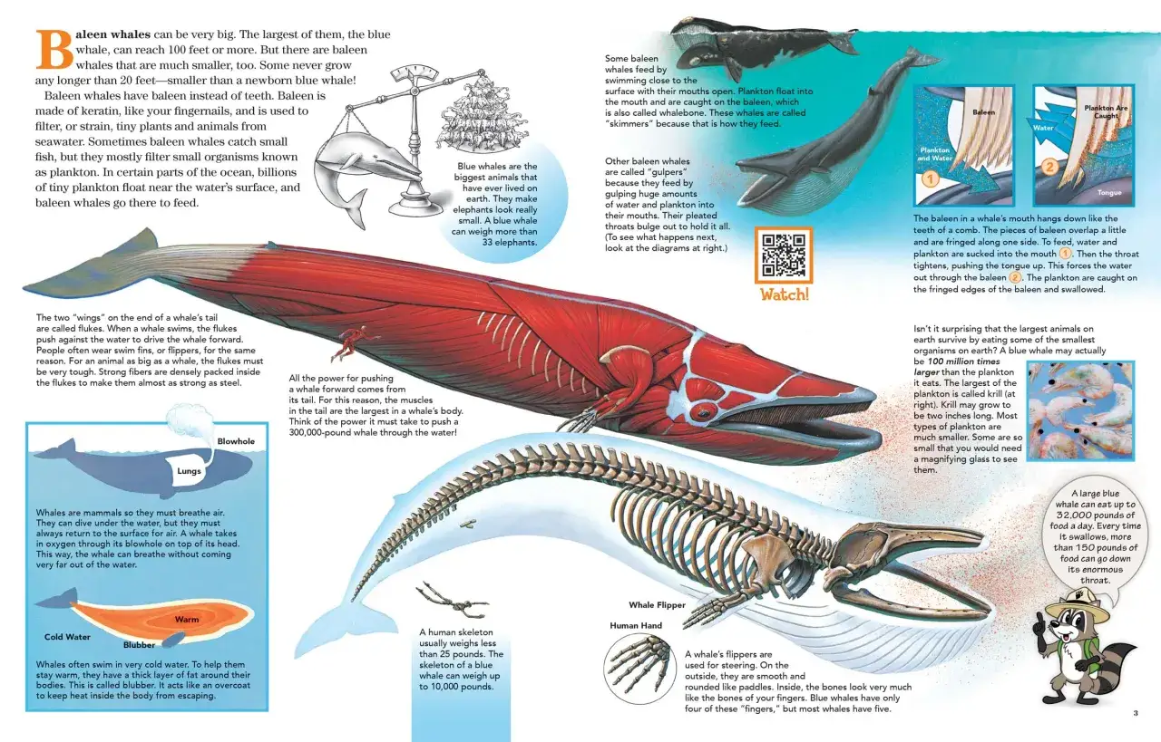 Wieloryb ssak z wielkimi płetwami, szkieletem i płetwami, pokazany w przekroju, z ilustracjami jego diety i anatomii.