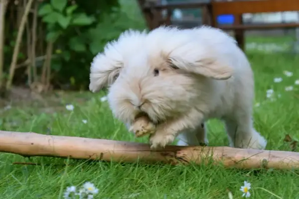 Puszysty karzełek teddy, króliczek, skacze przez pień drzewa na trawie, otoczony zielenią i kwiatkami.