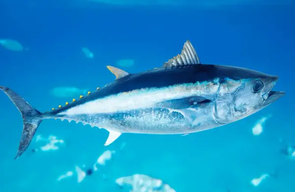 Potężny tuńczyk ryba pływa w głębinach oceanu, jego srebrzyste łuski lśnią w błękitnej wodzie.