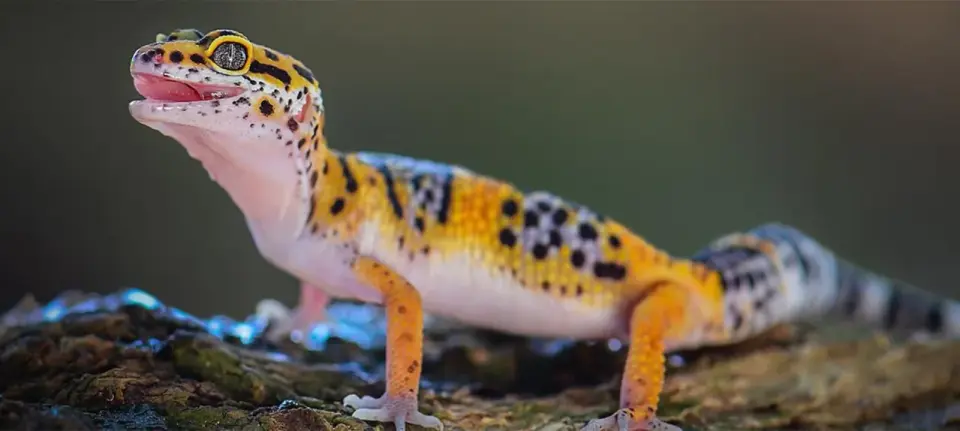 Gekon lamparci w domu - terrarium, żywienie i koszty