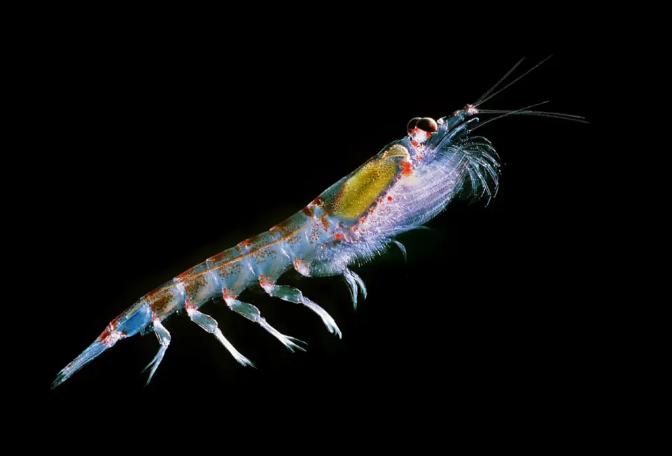 Kryl - czym jest i dlaczego ma znaczenie dla oceanów?